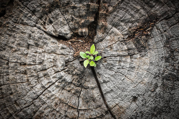 kleiner baum wächst aus absterbendem holz - abgestorbene pflanze fotos stock-fotos und bilder