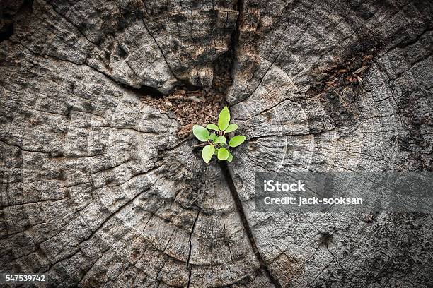 Kleiner Baum Wächst Aus Absterbendem Holz Stockfoto und mehr Bilder von Neues Leben - Neues Leben, Wachstum, Natur