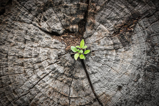 Small tree grows from dying wood Close focus on small green tree grow from cracking area of dying wood in dark tone color tree trunk photos stock pictures, royalty-free photos & images