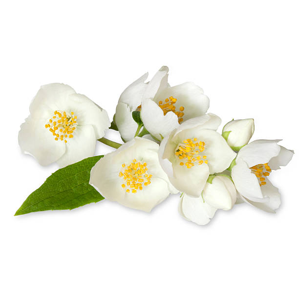 istock White flowers of jasmine on the white 547540812