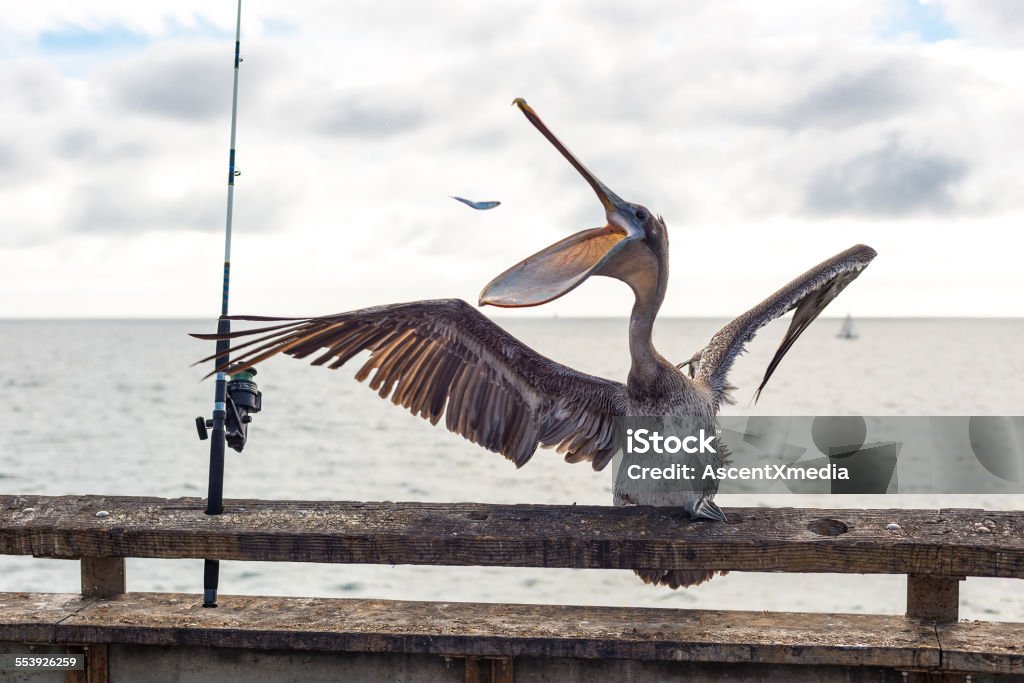 Brown pelican catches fish mid air in bill  Fish Stock Photo