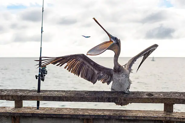 Photo of Brown pelican catches fish mid air in bill