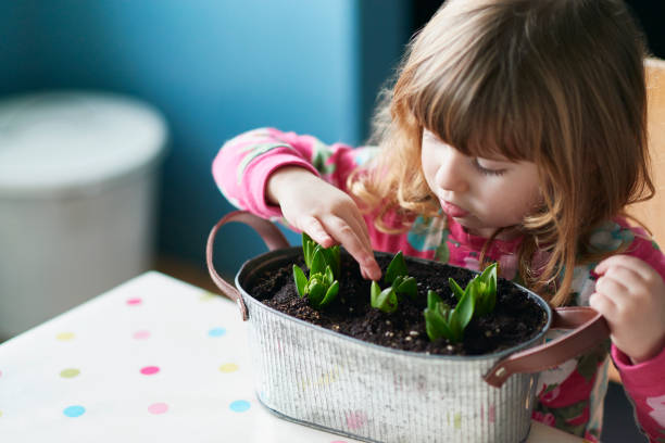 ragazza curiosa che tocca i fiori che spuntano nel vaso di fiori - bulbous plant foto e immagini stock