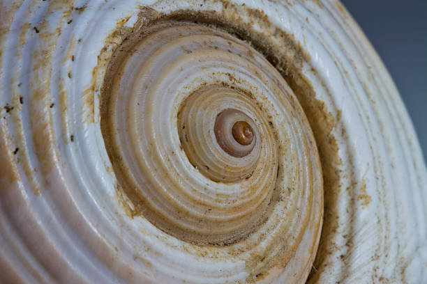 istock Extreme Close-Up Of Spiral Seashell 559552501