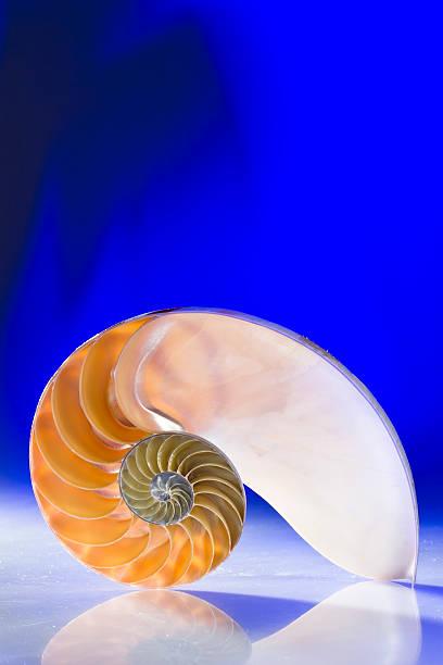 istock Close-Up Of Nautilus Shell On Blue Background 559552541