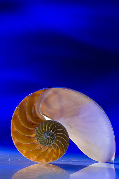 istock Close-Up Of Nautilus Shell On Blue Background 559552545