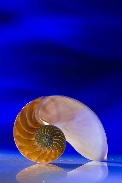 istock Close-Up Of Nautilus Shell On Blue Background 559552547