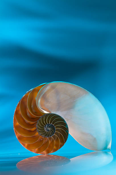 istock Close-Up Of Nautilus Shell On Blue Background 559552553