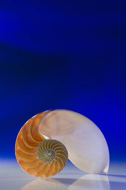 istock Close-Up Of Nautilus Shell On Blue Background 559552557