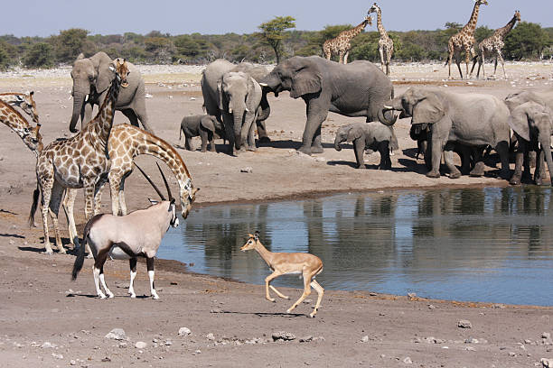 istock Safari Animals At Lakeshore 559552733