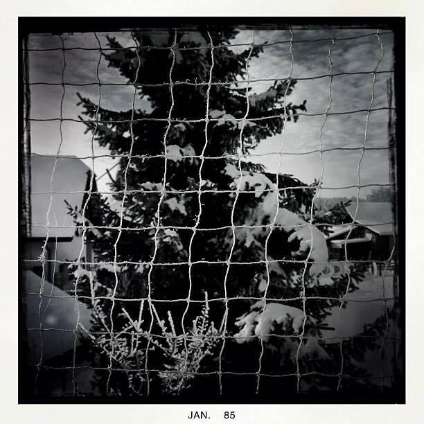 istock Snow Covered Tree Against Sky Seen Through Fence 561286857