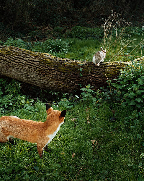 fox seguenti un coniglio nella foresta - wild rabbit foto e immagini stock