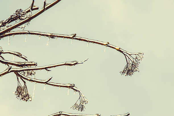 Frosty winter day. Hoarfrost, ice Crystal on tree