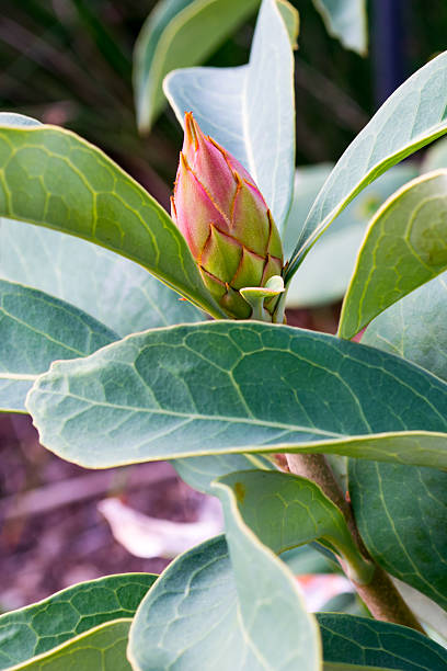 австралийский родной гибридный цветок варата - australian culture flower indigenous culture plant стоковые фото и изображения