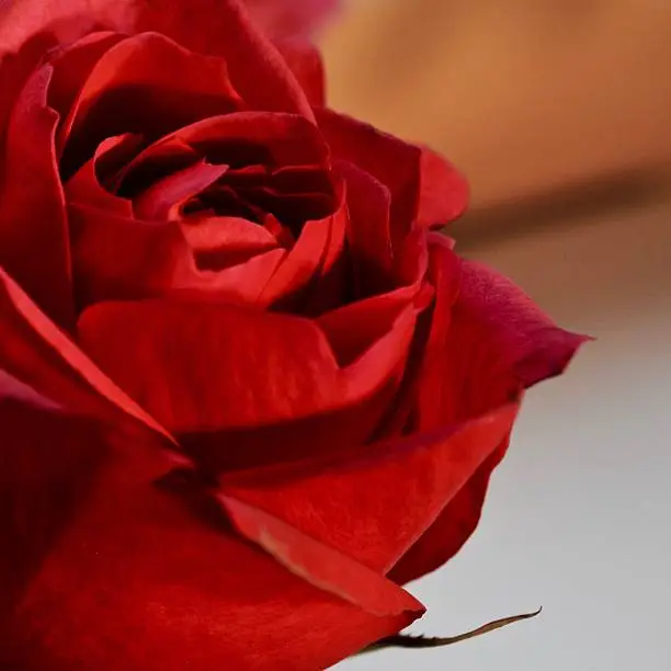 Photo of Red Rose