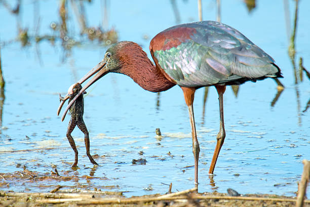 íbis brilhante comendo um sapo - glossy ibis - fotografias e filmes do acervo