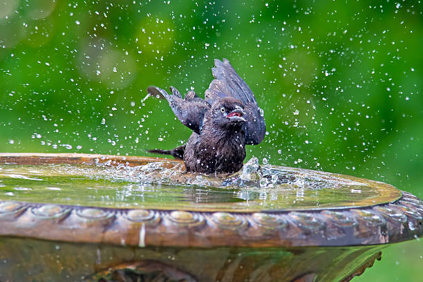 Crow in Birdbath Crow in Birdbath fish crow stock pictures, royalty-free photos & images
