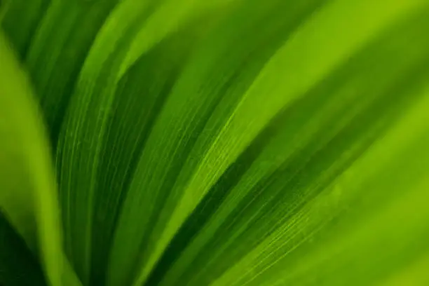 Photo of Abstract Green Leaves