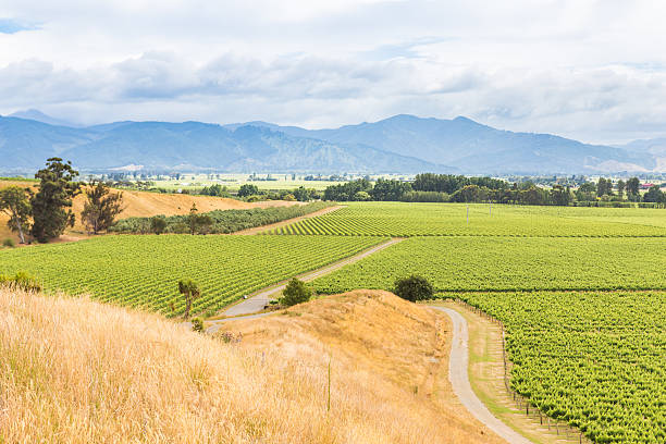 View on a vineyard and the distant mountains Vineyard on a hillside in Marlborough, one of the main vine-producing regions in New Zealand picton new zealand stock pictures, royalty-free photos & images