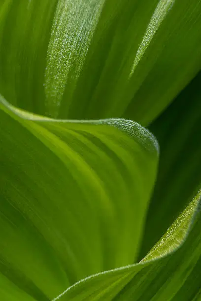 Photo of Abstract Green Leaves