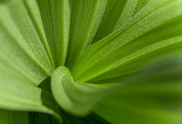 추상적임 녹색 잎 스톡 사진