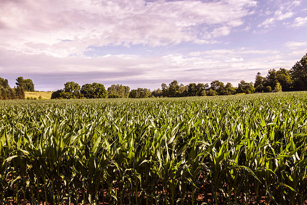 istock Corn Crop Farm Field in Rural Western New York State 564563010
