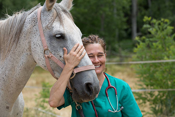 Veterinary on a farm Veterinary great performing a scan to a young mare vet treating horse stock pictures, royalty-free photos & images