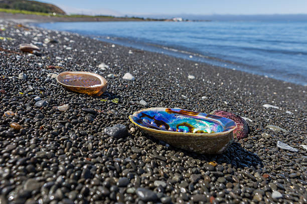 conchas de arco-íris em uma praia - pebble water gray silver - fotografias e filmes do acervo