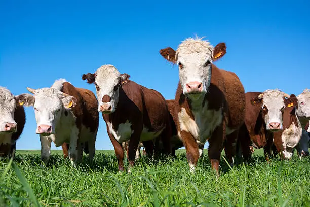 Beef cattle grazing on the fresh meadow.