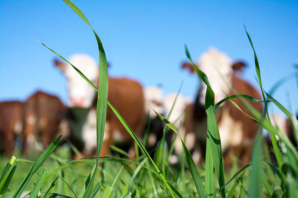 Hereford cattle grazing in the background.