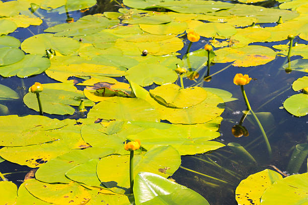 istock Yellow water flowers (Nuphar Lutea) 564564746