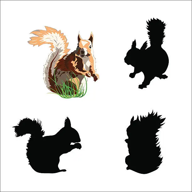 Vector illustration of Vector squirrel