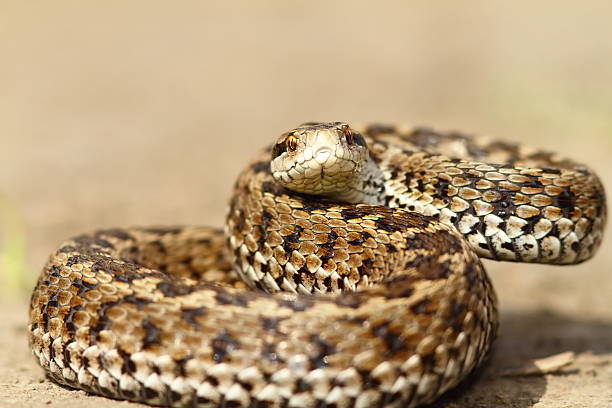istock angry european meadow viper 564566068