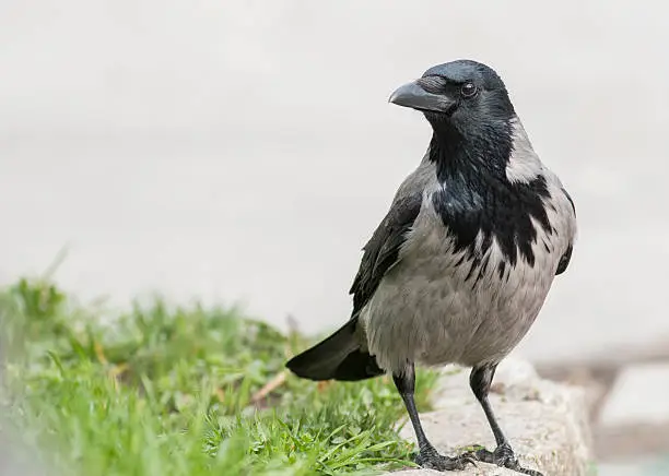 Carrion Crow (Corvus corone)