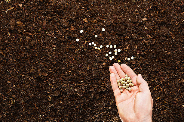 istock Hand planting seeds on a natural soil background 564566918