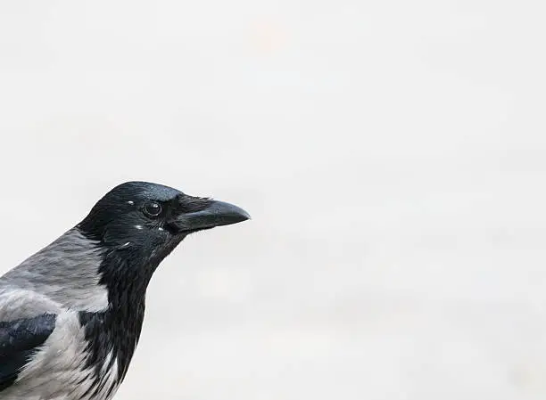 Carrion Crow (Corvus corone)