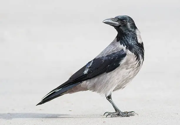 Carrion Crow (Corvus corone)