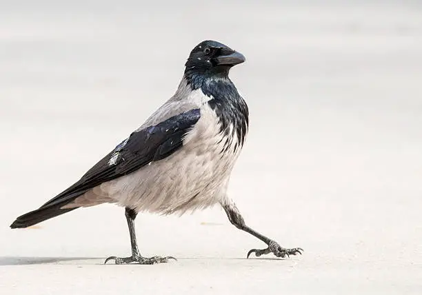 Carrion Crow (Corvus corone)