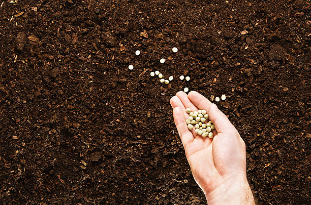 istock Hand planting seeds on a natural soil background 564566996