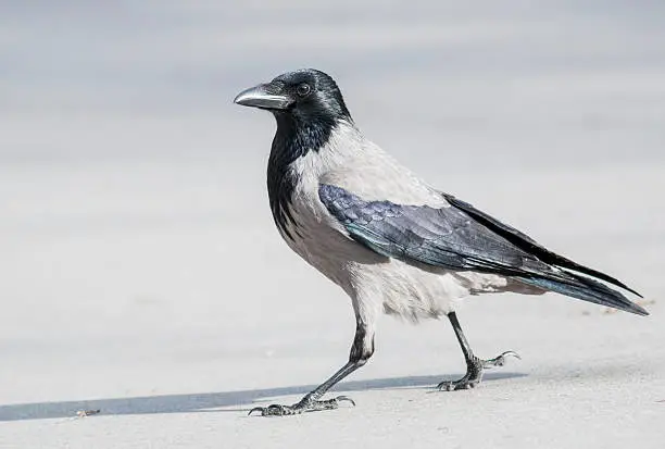 Carrion Crow (Corvus corone)