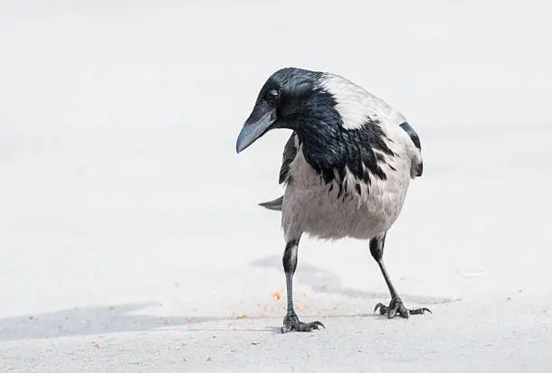 Carrion Crow (Corvus corone)