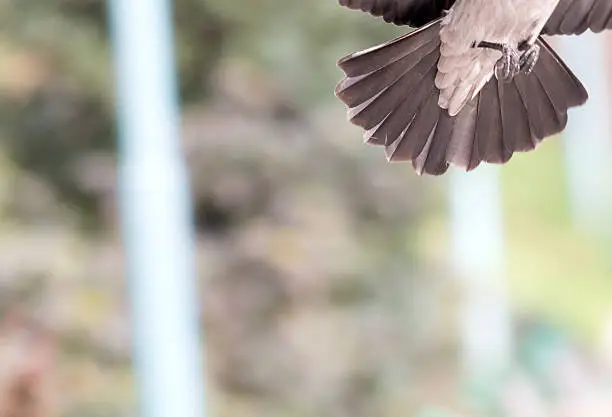 Carrion Crow (Corvus corone)