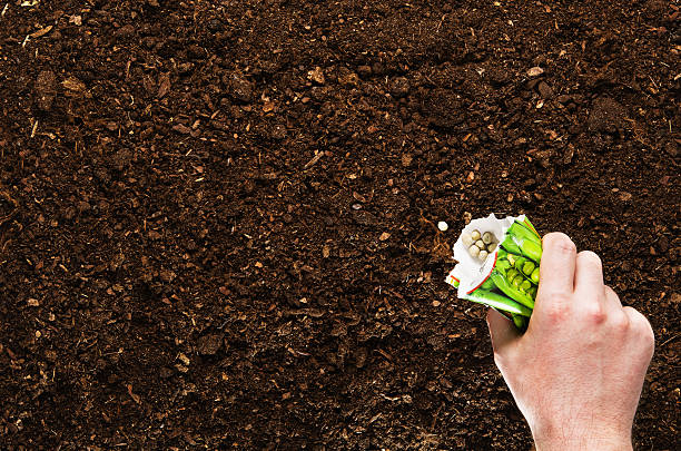 istock Hand planting seeds on a natural soil background 564567290