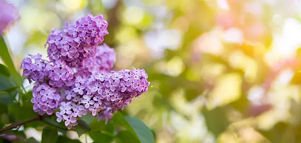 Website banner of beautiful Easter lilac flower in Spring