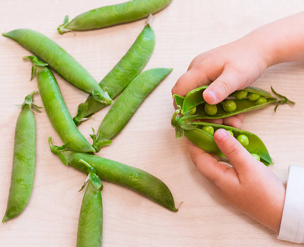 istock pea pods and children's hands on the table background 564567704