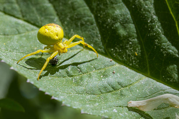 The goldenrod crab spider stock photo