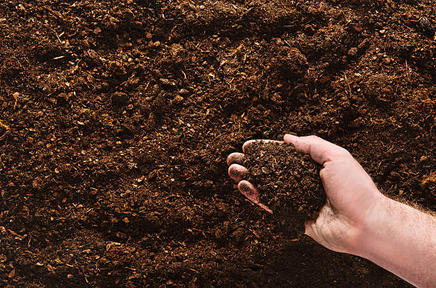 plantar semillas a mano sobre un fondo de suelo natural - humus soil fotografías e imágenes de stock