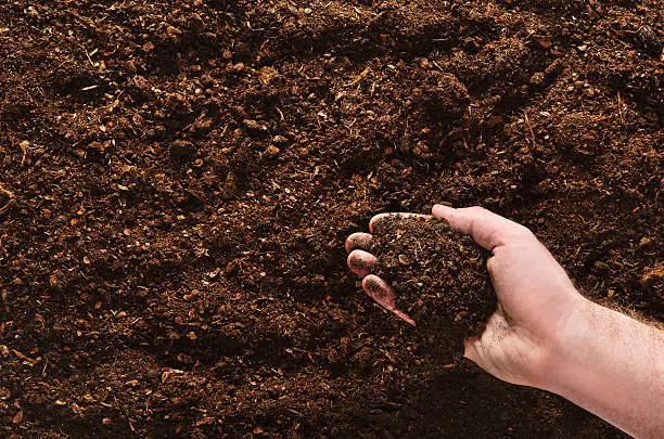Photo of Hand planting seeds on a natural soil background