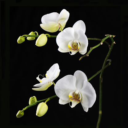 Beautiful white orchid branch on black background. Closeup.
