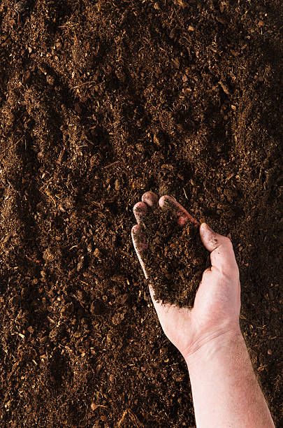 istock Hand planting seeds on a natural soil background 564568902